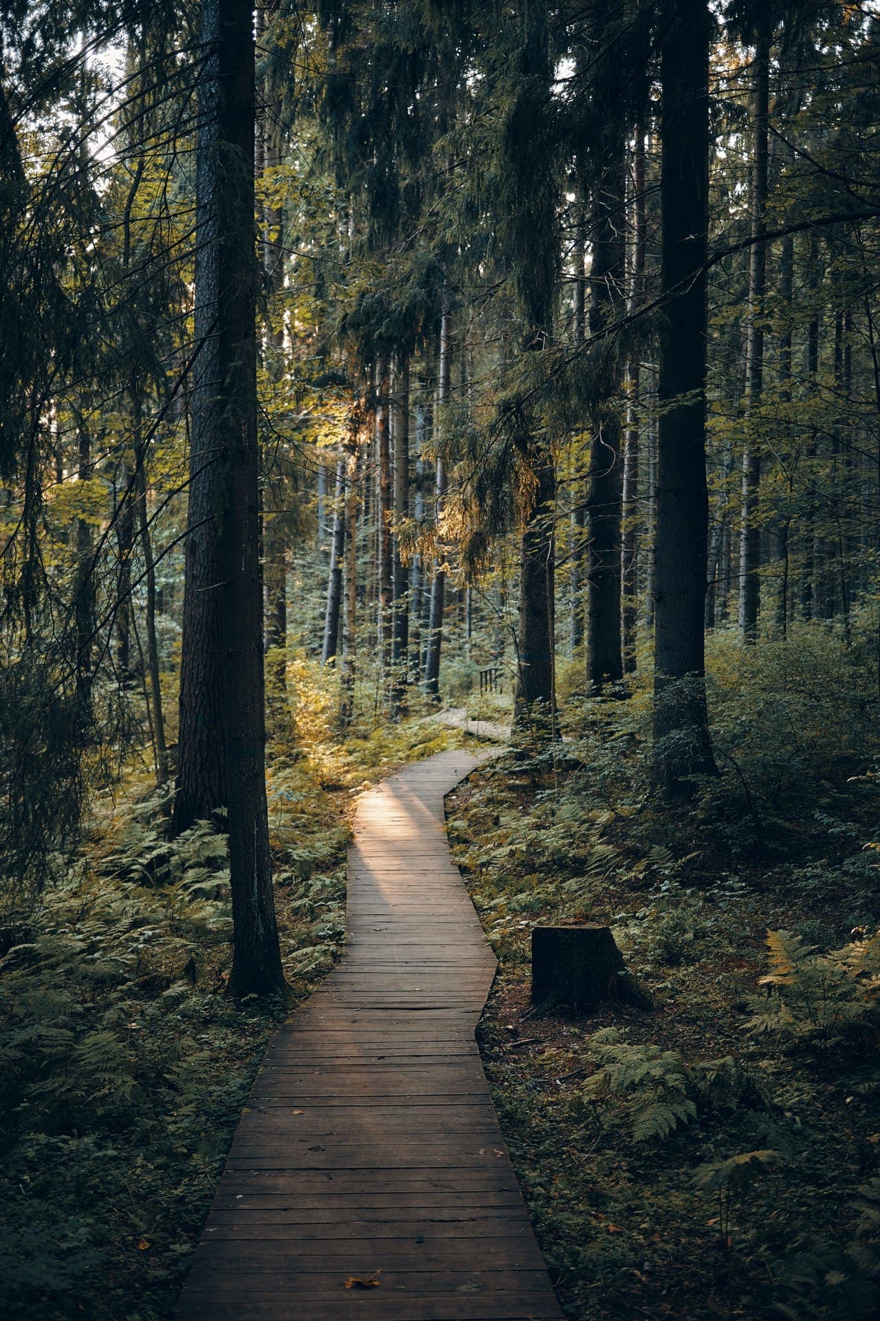 A wooden path winding through dense pine forest