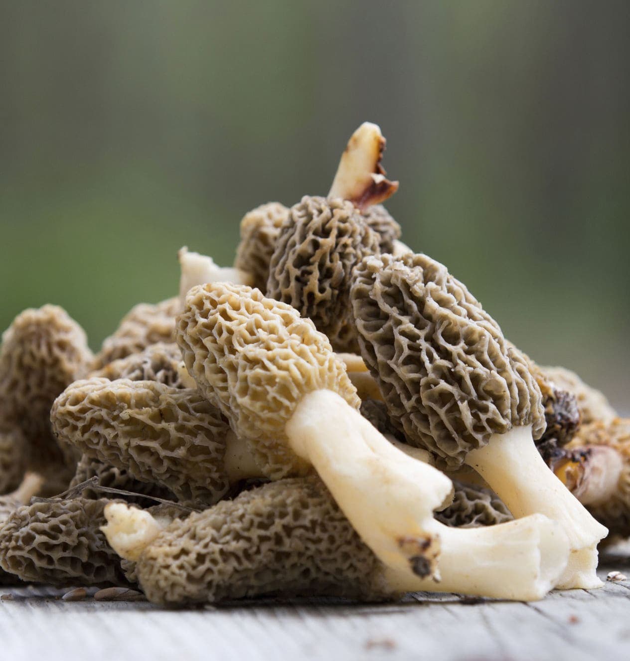 Fresh gucchi morel mushrooms with honeycomb caps